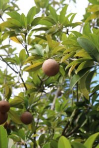 Sapodilla fruit hanging in a tree
