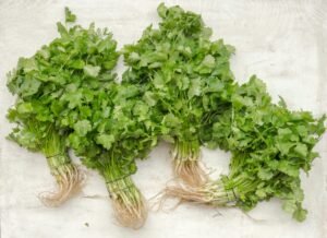 bunch of Coriander
