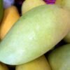 Shindhri Mango Image