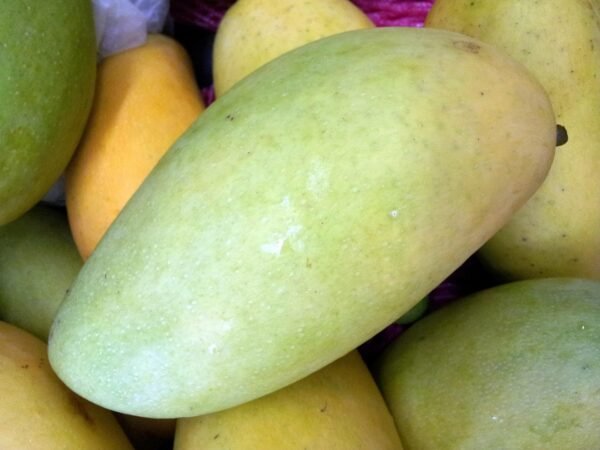 Shindhri Mango Image