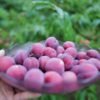 A hand holding plate filled with plum