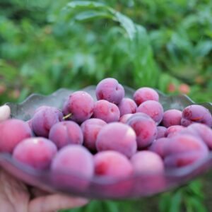 A hand holding plate filled with plum