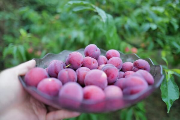 A hand holding plate filled with plum