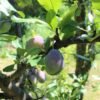 2 black plums hanging in a tree