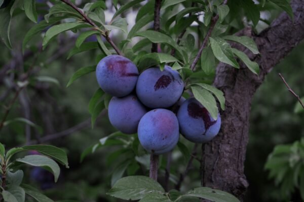 Black plum hanging a tree
