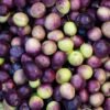 A bunch of Malabar plum