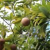 Sapodilla fruit hanging in a tree