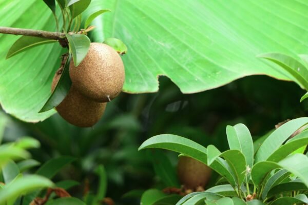 Tree with a sapodilla fruit