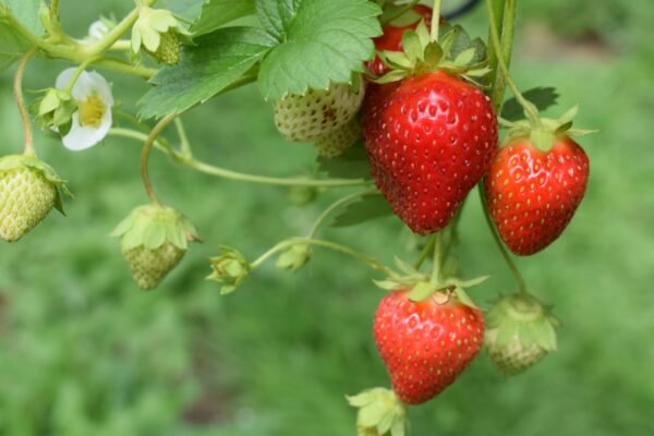 hanging strawberry