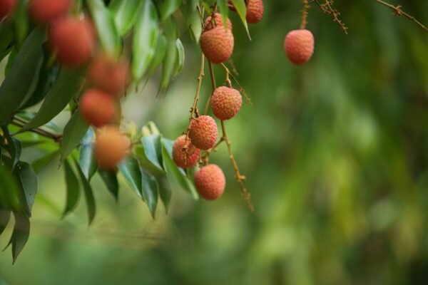 Lychee hanging from a tree
