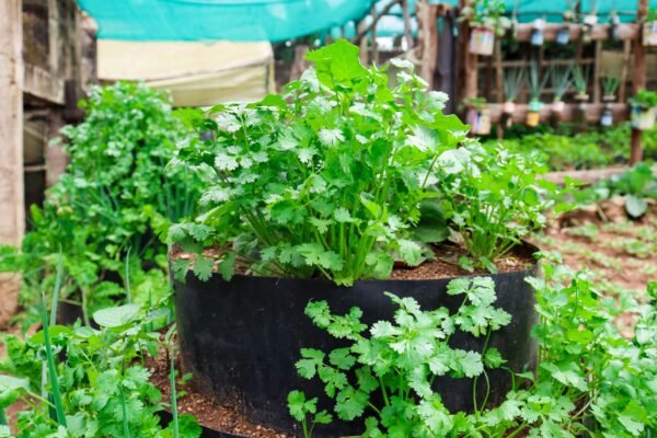 planter filled with coriander