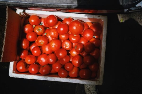 tomatoes in a box for sale